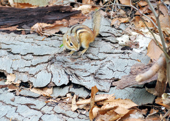 Wall Mural - Chipmunk