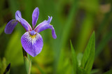 Blue Flag Iris