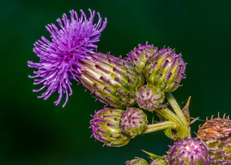 Poster - Thistle Blossom