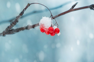 Wall Mural - Background with a mountain ash cluster in snow