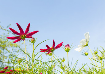 Wall Mural - Purple cosmos flowers