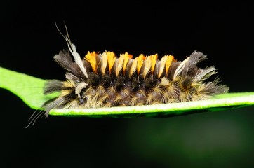 Poster - Tussock Moth Caterpillar