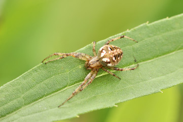 Poster - Garden Spider