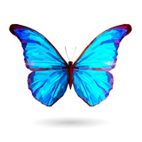 Fototapeta Motyle - Abstract blue butterfly – Illustration