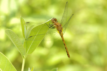 Poster - Female Yellow-legged Meadowhawk