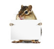 Funny chipmunk with banner