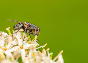 Poster - Fly On a Flower