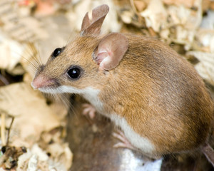 Wall Mural - Field Mouse