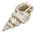 engraving antique illustration of a conch shell