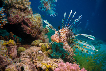 Poster - Lionfish on the coral reef underwater