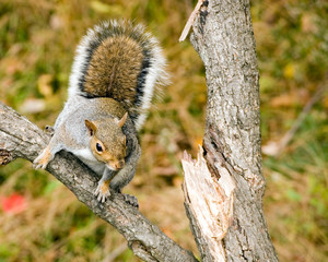 Poster - Gray Squirrel