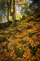 Fallen leaves on a steep hillside on a trail in Gunpowder Falls