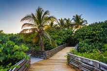 Palm Trees Along A Boardwalk In Singer Island, Florida.