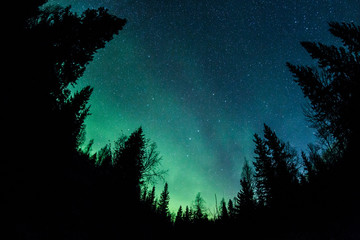 northern lights above a forest