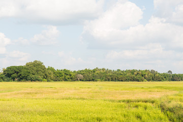 Poster - Rice field in winter season