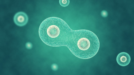 Two cells divide by osmosis, in the background other cells