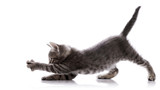 Fototapeta Koty - Gray Striped kitten.