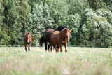 Fototapeta Konie - wild horses in the field