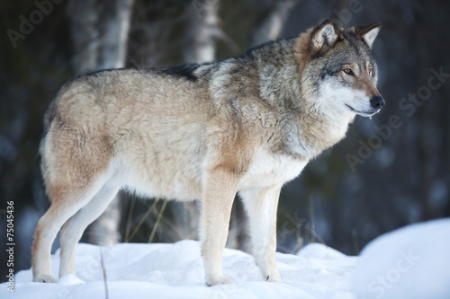 Photographie Loup debout dans la forêt d'hiver froid