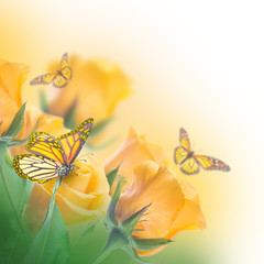Fotomurales - Bouquet of yellow roses, butterfly