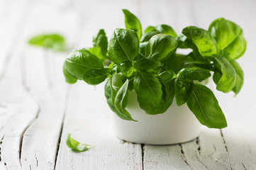 Wall Mural - Green fresh basil