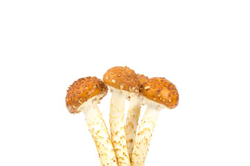 Zugitake mushroom