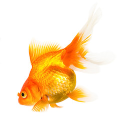 Sticker - Gold fish