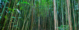 Fototapeta Sypialnia - Bamboo Forrest