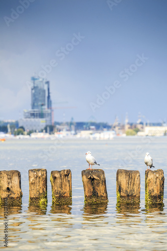 Fototapeta na wymiar Seagulls in Gdynia, The Baltic Sea