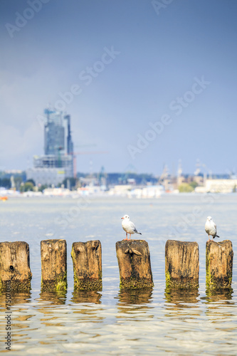 Naklejka na meble Seagulls in Gdynia, The Baltic Sea