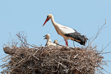 Wall Mural - White stork with  young baby stork on the nest