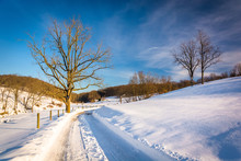 Trees Along A Snow-covered Road In Seven Valleys, Pennsylvania.