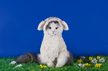 Cat Dressed As A Sheep - A Symbol Of 2015