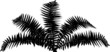 fern bush black silhouette isolated on white