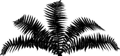 Sticker - fern bush black silhouette isolated on white