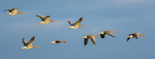 Flock Of Greylag Geese (Anser Anser) In Flight.