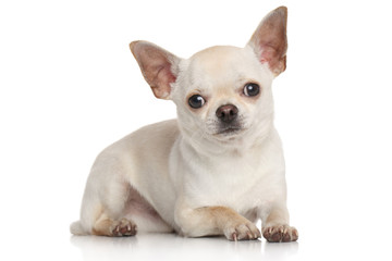 Wall Mural - Chihuahua on white background