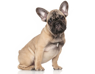 Poster - French bulldog puppy