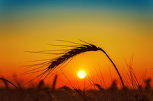 Sunset And Wheat Ear On Field