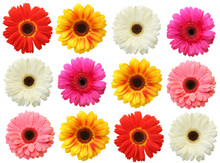 Colorful Gerbera On White Background Isolated