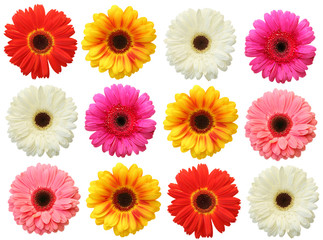 Wall Mural - Colorful gerbera on white background isolated