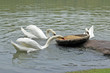 Geese eating food in pond