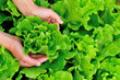 picking lettuce plants in vegetable garden 