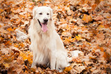 Fototapeta Pokój dzieciecy - young golden retriever dog