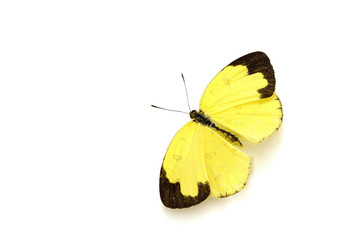 Beautiful yellow butterfly (Common Grass Yellow, Eurema hecabe c