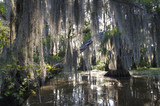 Fototapeta  - Bayou Swamp Scene with Spanish Moss