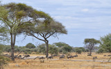 Fototapeta Sawanna - Herd of Gnu and Lonely Zebra