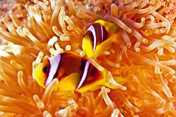 Wall Mural - Anemonefish