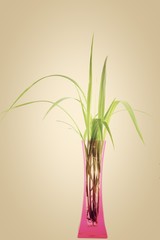 Young green plant in vase isolated