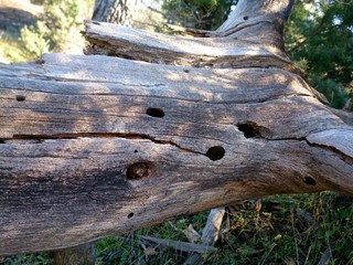 tree with holes